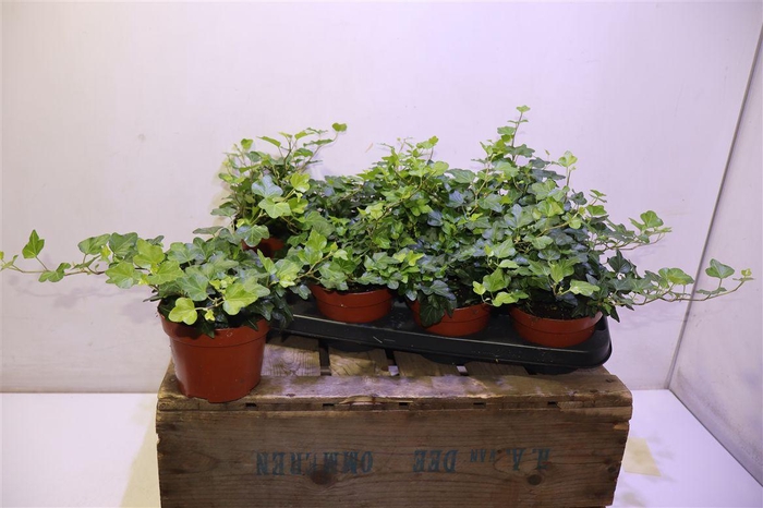 <h4>Hed He Wonder</h4>