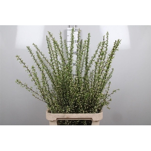 Prunus Gland Vertakt