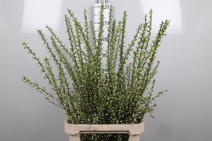 <h4>Prunus Gland Vertakt</h4>