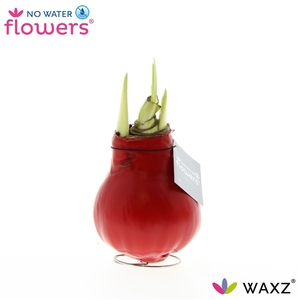 No Water Flowers Waxz® Red