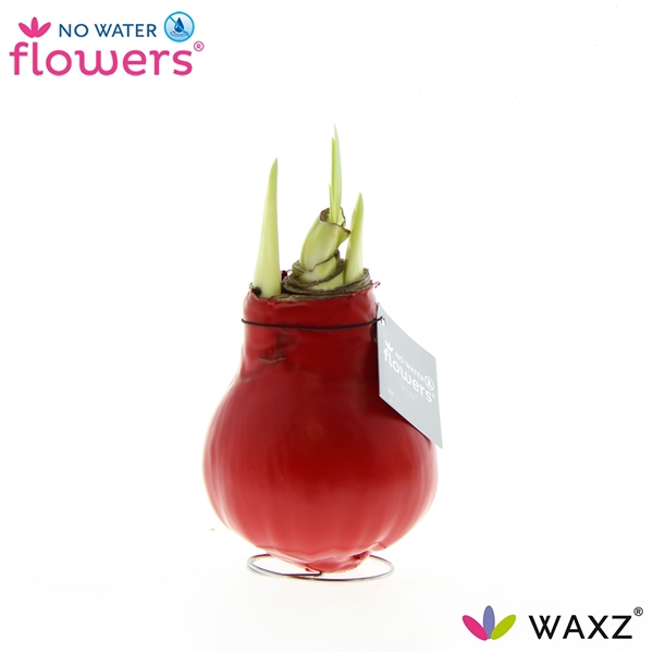 No Water Flowers Waxz® Red