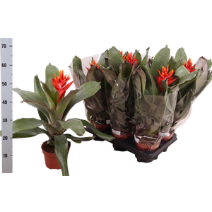 AECH PE ELEGANT FLAM