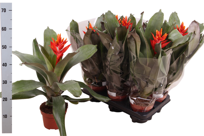 <h4>AECH PE ELEGANT FLAM</h4>