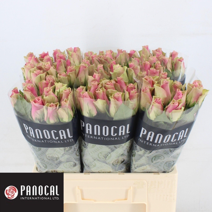 <h4>R GR BELLE ROSE</h4>