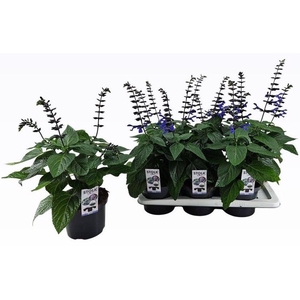 SALVIA BLACK & BLOOM