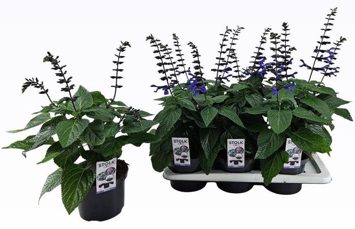 <h4>SALVIA BLACK & BLOOM</h4>