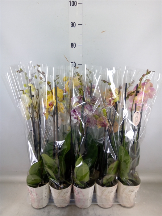 <h4>Phalaenopsis   ...</h4>