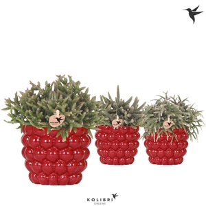 Kolibri Greens Rhipsalis mix in Berry pot