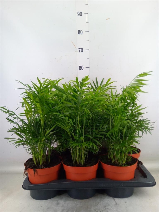 <h4>Chamaedorea elegans</h4>