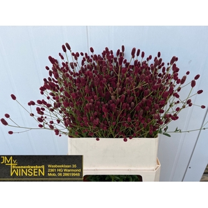 SANG OFFICINALIS