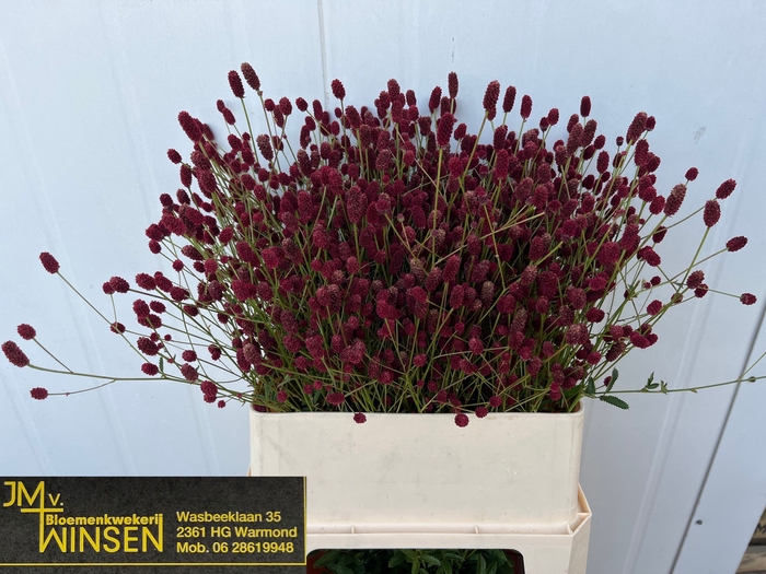<h4>SANG OFFICINALIS</h4>