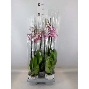 Phalaenopsis   ...mix