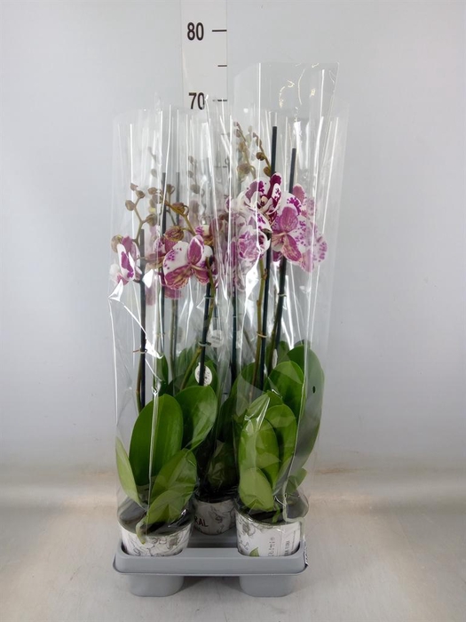 <h4>Phalaenopsis ...mix</h4>