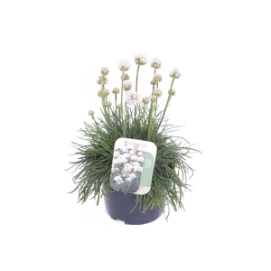 Armeria maritima Alba