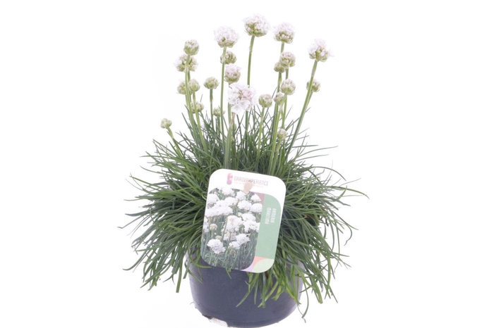 <h4>Armeria maritima Alba</h4>