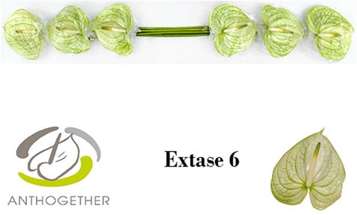 <h4>Anth A Extase 6 Small Pack</h4>