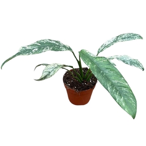 Epipremnum overig Giganteum Marble Variegata