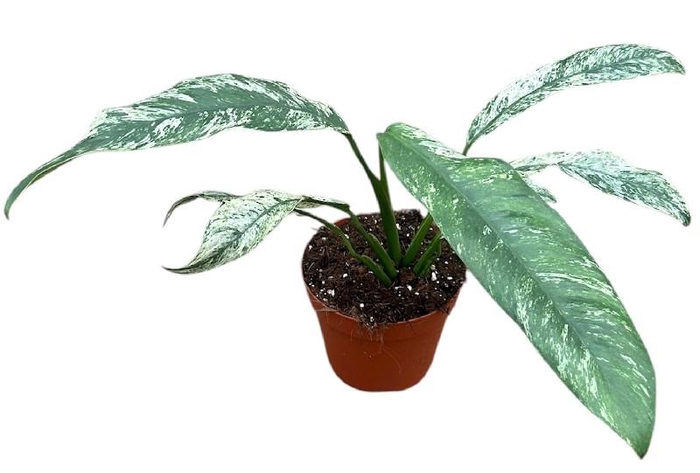 <h4>Epipremnum overig Giganteum Marble Variegata</h4>
