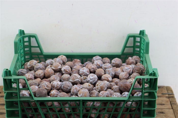 <h4>Pinecone Cypresse 2 Kg</h4>