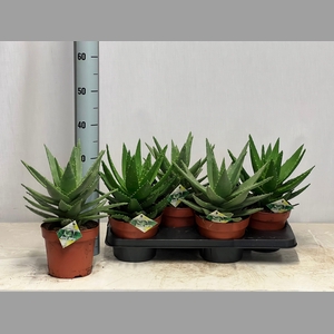 ALOE PERFOLIATA