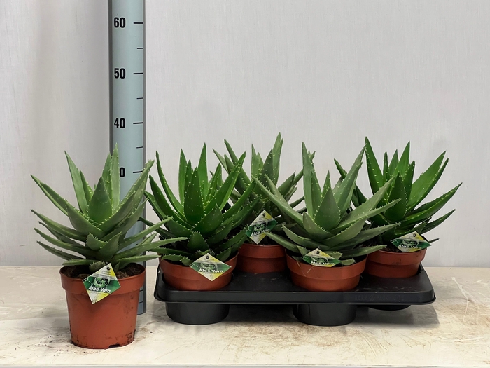<h4>ALOE PERFOLIATA</h4>