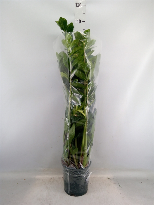 <h4>Zamioculcas zamiifolia</h4>