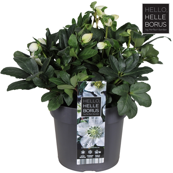 <h4>Helleborus niger 'Christmas Carol' P19</h4>