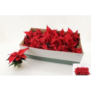 POINSETTIA MINI RED P6