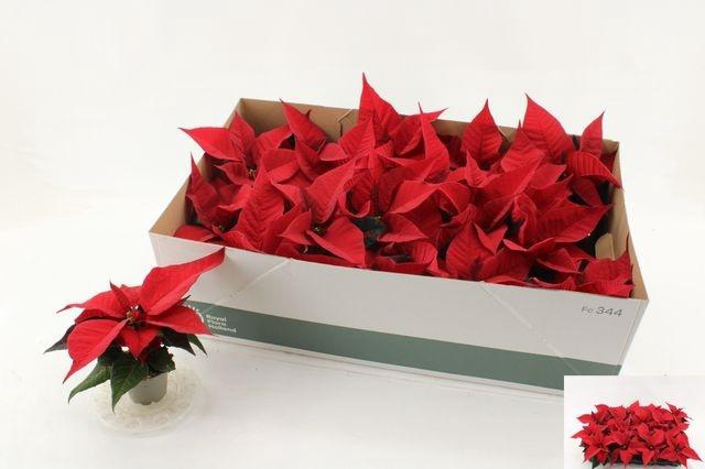 <h4>POINSETTIA MINI RED P6</h4>