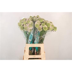 Scabiosa Focal Scoop Vanilla