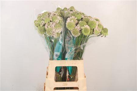 <h4>Scabiosa Focal Scoop Vanilla</h4>