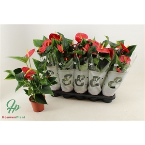 Anthurium Success Red in transparant sleeve