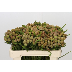 Kaaps Groen Baubles