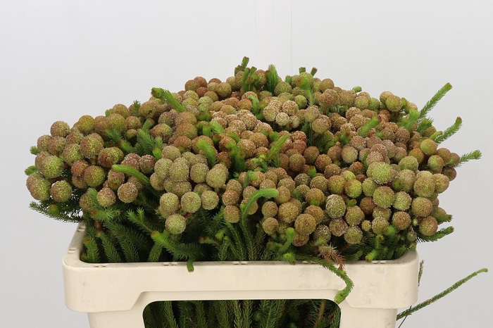 <h4>Kaaps Groen Baubles</h4>