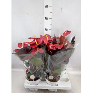 Anthurium andr. 'Coral Champion'