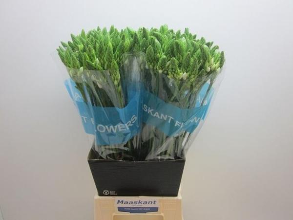 <h4>ORNIT THYRSOIDES</h4>