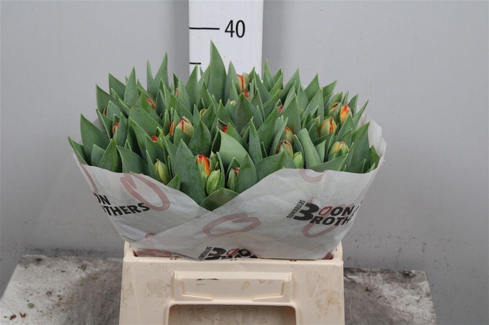 <h4>Tu Du Queensday</h4>