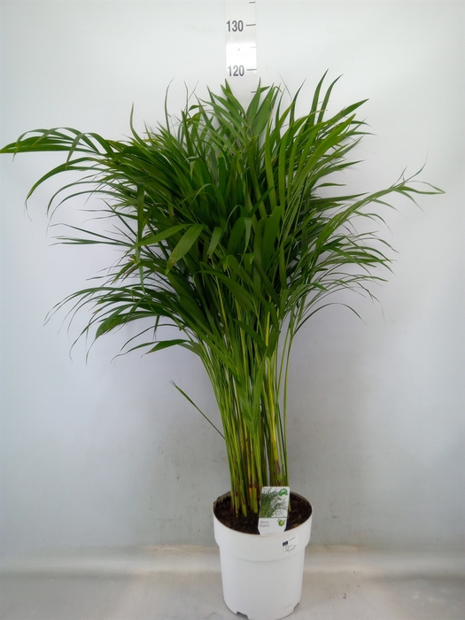 <h4>Dypsis lutescens   ...Chrysalidoca</h4>