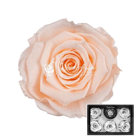 <h4>R P 89 Peach XL</h4>