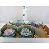 Arr.  Succulents L%