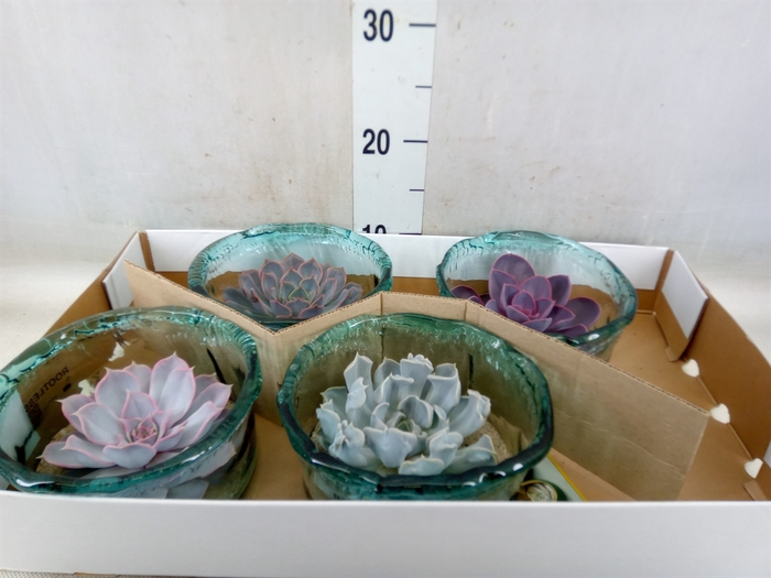 Arr.  Succulents L%