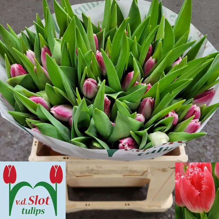 <h4>TU FR ULIANA</h4>