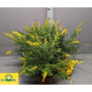 GENISTA X SP