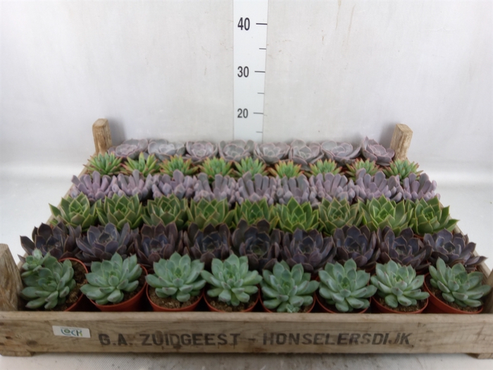 <h4>Echeveria   ...</h4>