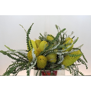 Banksia Speciosa Yellow