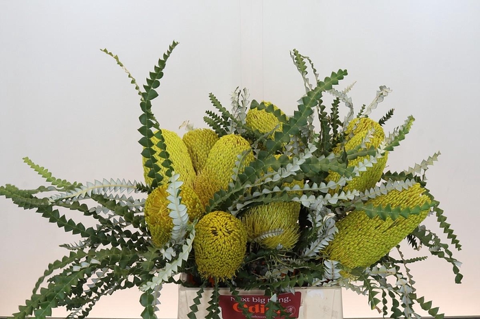 <h4>Banksia Speciosa Yellow</h4>