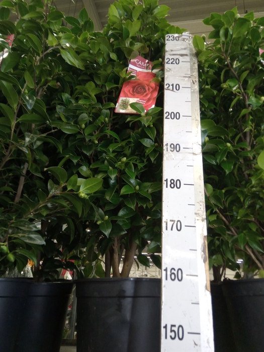 <h4>Camellia japonica</h4>