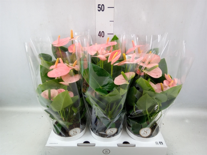 Anthurium andr. 'Spirit'