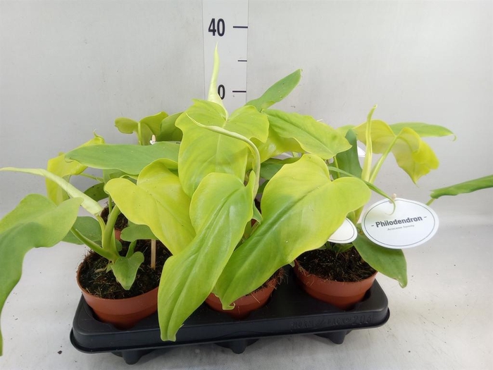 <h4>Philodendron   ...</h4>