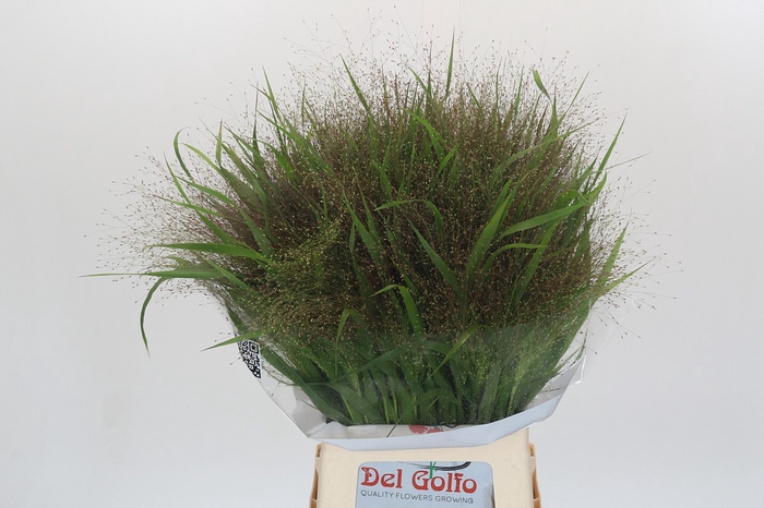 <h4>Panicum Fountain</h4>